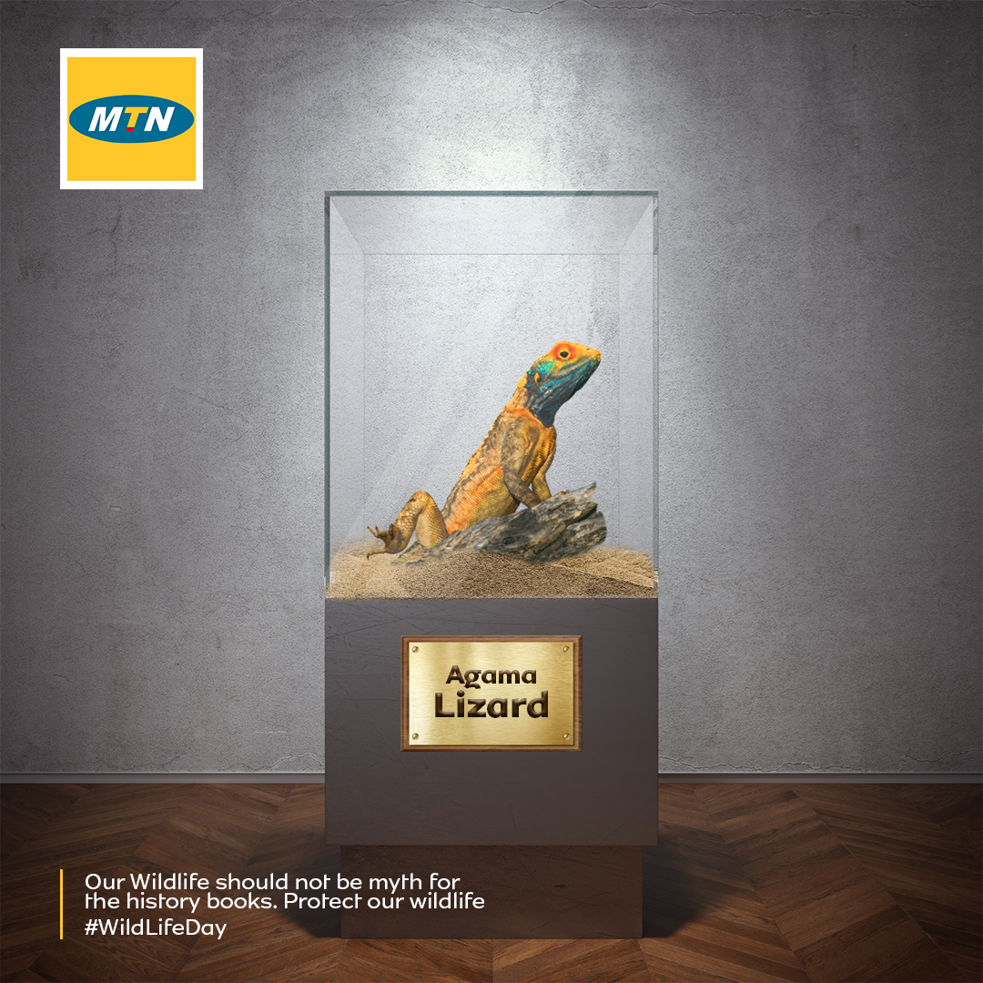 Wildlife Art Direction